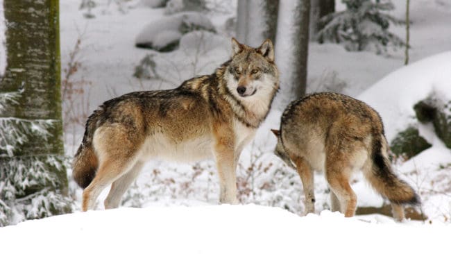 Jan Lund, viltvårdare i Karlskoga kommun, tror att det är två vargar som har jagat hjort i bostadsområdet Bråten.