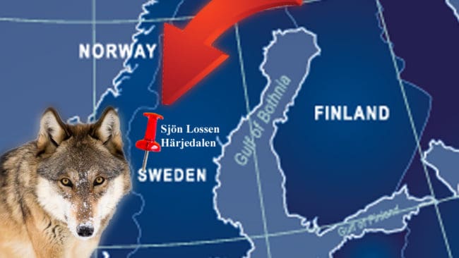 Den finskryska vargen lämnade urinmarkeringar som länsstyrelsen hittade i sjön Lossens östra spets i Härjedalen.