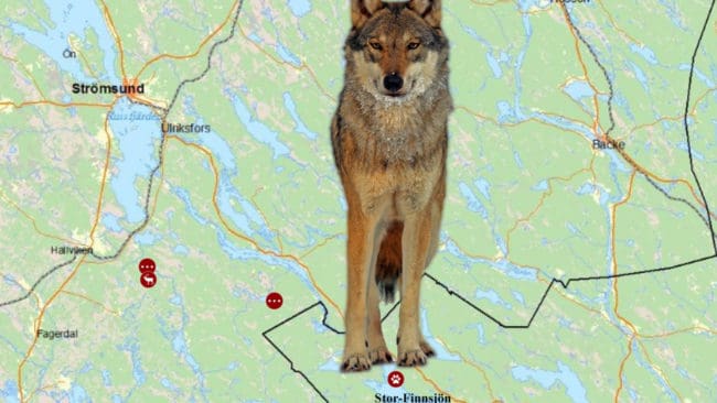 Den så kallade Tivedenvargen spårades i på fredagen vid Stor-Finnsjön i Västernorrland. På lördagen gick den tillbaka in i Jämtland igen. Nu vill de drabbade samebyarna att myndigheterna agerar.