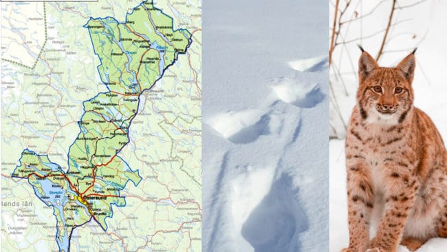 I område två i Jämtland får endast fem ensamma lodjur, som först bakspårats, fällas. Totalt blir det licensjakt på 23 lodjur i år i Jämtland. Det var 15 förra året.