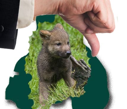 Tveksamma brukare i V&auml;rmland.&nbsp;&nbsp;K&auml;nslan &auml;r tummen ned n&auml;r man pratar utplantering av vargvalpar med j&auml;garorganisationernas och lantrbrukarnas f&ouml;retr&auml;dare i V&auml;rmland.