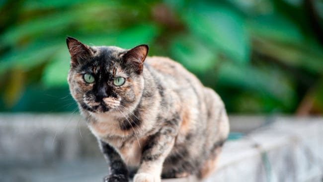 Tyska jägare får inte längre skjuta lösspringande katter, men det kan bli dyrt för kommunerna som är skyldiga att ta emot katter som lämnas in.
