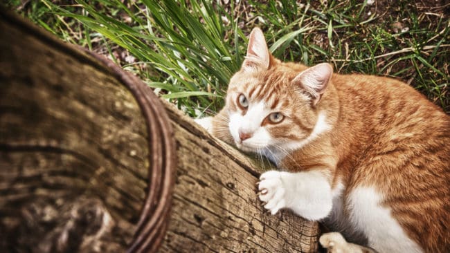 Två miljoner förvildade katter ska skjutas eller dödas med gift i Australien.