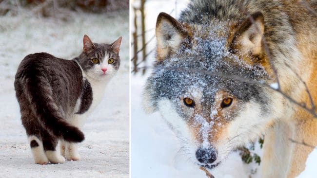 Familjens katter slog larm när hunden attackerades av en varg. (Arkivbild)
