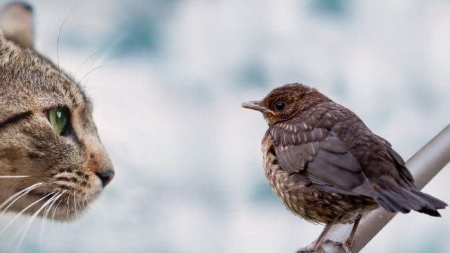 Våra tamkatter tar cirka tio miljoner fåglar årligen.