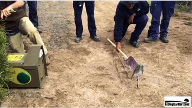 När en vildkatt passerar kommer en dusch med dödligt gift från ”jaktroboten” Felixer cat trap.
