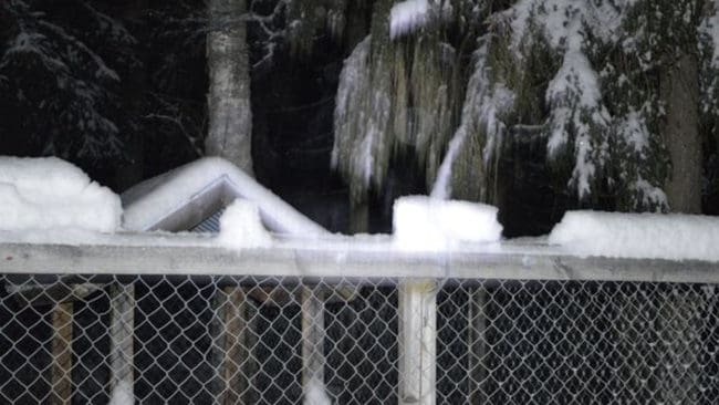Spåren i snön visar var vargen försökte ta sig in till de tre stövarna i Erkki Ylinens kennel.