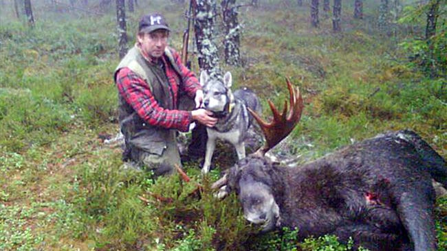 Kjell Berggren är en av de drabbade av vargarna i Gårdsjöreviret. Trots att tolv vargar sköts på ett halvår är reviret inte tömt. Nu kommer uppgifter om valpar.