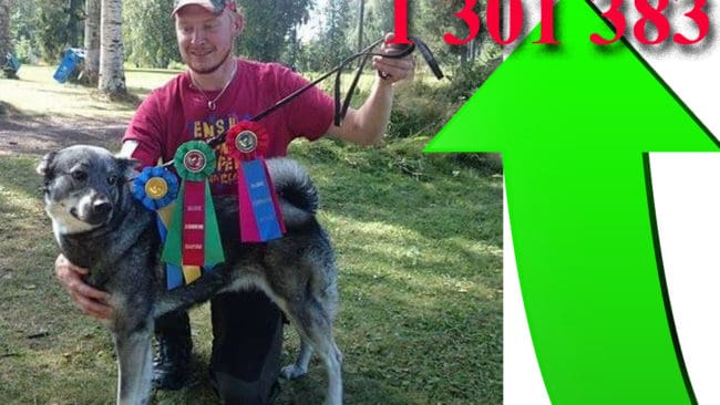 Jämttiken Klaras hemska möte med vargarna har fått över 1,3 miljoner klick på Youtube på två dygn. Bilden tagen i samband med en utställning som Tommy Berglund och Klara var på.