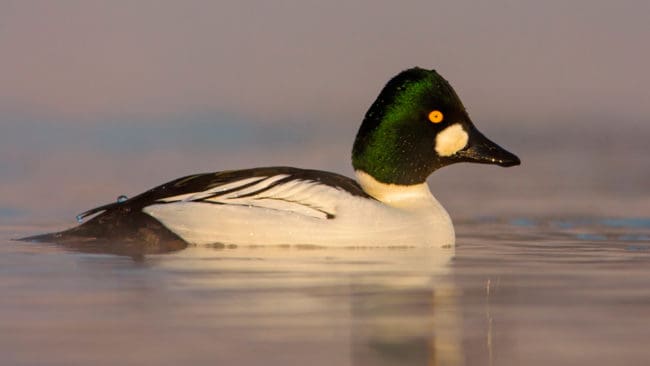 En knipa som var smittad med fågelinfluensa har hittats i skånska Vellinge.