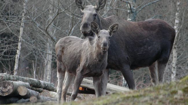 Bomskottet mot kalven gjorde att länsstyrelsen i Kalmar krävde att den skall räknas som fälld. Länsstyrelserna i landet tolkar olika vad som gäller efter bomskott på älgar.