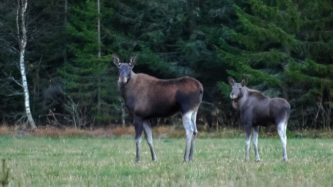 Naturvårdsverket ger länsstyrelsen i Kalmar bakläxa om den bommade kalven som ska räknas som fälld. Det är förvaltningsrätten, och inte Naturvårdsverket, som ska pröva om länsstyrelsen har handlagt ärendet på ett korrekt och rättssäkert sätt.