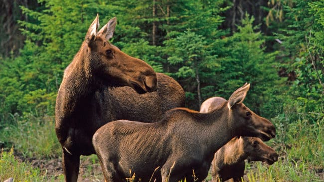 Nu när septemberjakten på älg börjar i norra Sverige kan det bli bättre svar på hur älgstammen mår efter den hårda vintern och svåra torkan i somras.