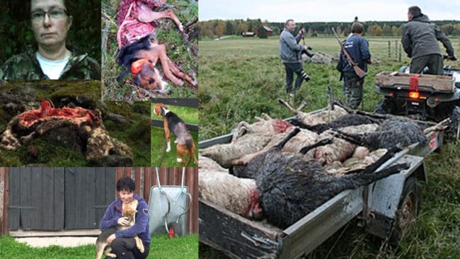 Vargdrabbade djurägare, som Jakt & Jägare talat med, gillar förslagen om utökad skyddsjakt på varg. Men de är misstänksamma mot regeringens verkliga avsikter med utspelet.