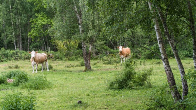 Jägaren sköt två kor i mörkret i tron att de var redan påskjutna vildsvin.