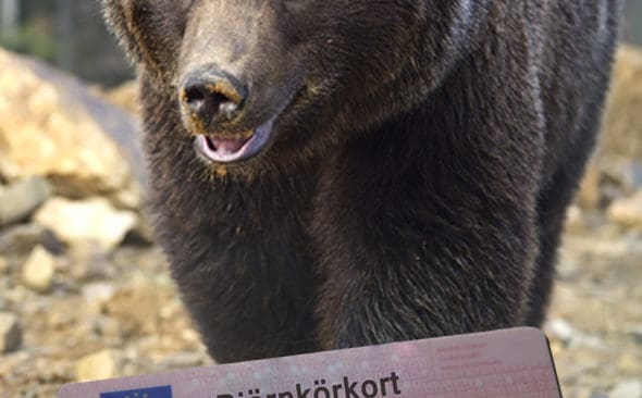 Speciellt &rdquo;k&ouml;rkort&rdquo; f&ouml;r bj&ouml;rnjakt skulle ge f&ouml;r mycket administration, tycker en skeptiker om id&eacute;n.