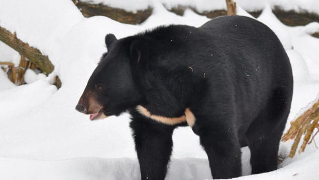 Kragbjörnarna skulle få möta björnhundar utan att det finns ett stängsel mellan dem i hägnet för hundträning i Klösbo utanför Ljusdal. Men Naturvårdsverket säger nej till planerna eftersom kragbjörnar är en främmande art i Sverige.