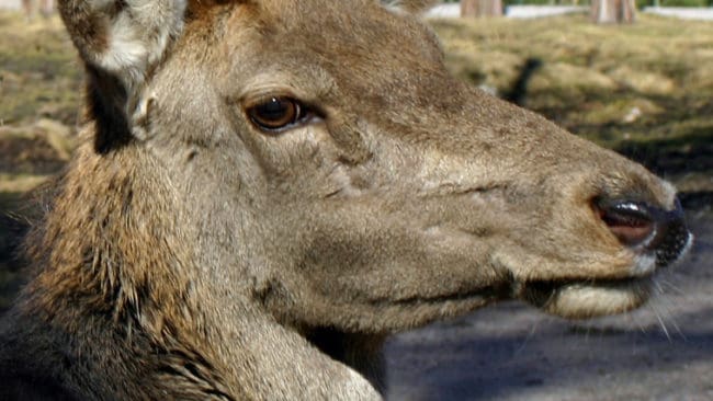 Kronhjortar börjar etablera sig på allvar både i Dalarna och Värmland. I norra och östra Värmland kan kronhjortstammen snart vara jaktbar och ett kronskötselområde bildas.