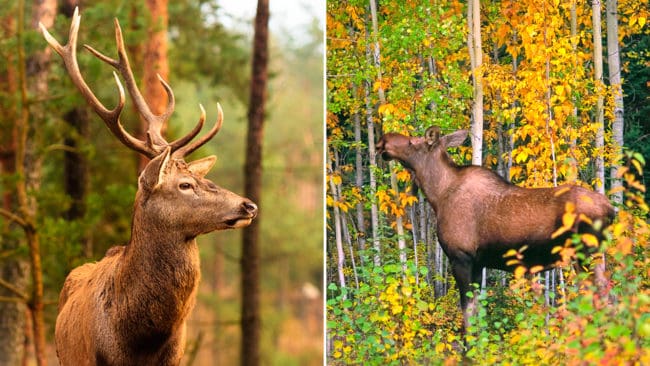 Naturvårdsverket föreslår till regeringen att kronhjort och älg ska förvaltas tillsammans.