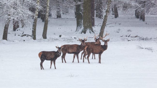 Hjortar har förstört rundbalar med cirka 50 ton foder för en lantbrukare i Jämtland. (Arkivbild)