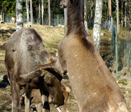 Inte längre skogens konung. Älgen får stryk av en kronhjort i ett hägn. Lika illa är det i vilt tillstånd. Älgstammen fortsätter gå neråt och kronhjortarna ökar stadigt.