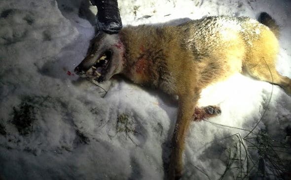 Vargen som sk&ouml;ts p&aring; Kroppefj&auml;ll dagen f&ouml;re ny&aring;rsaftonen bar fem foster i v&aring;ras. Det visar obduktionen.