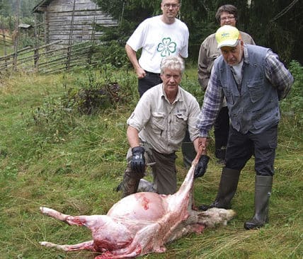 L&auml;nsstyrelsens besiktningsman Lars-Axel Magnusson, Olof Sjeldrup, Mikael Thalin och Ann Sjeldrup med ett av de vargdr&auml;pta f&aring;ren.