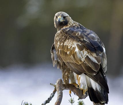 Antalet kungs&ouml;rnh&auml;ckningar i Norrbotten har n&auml;stan halverats j&auml;mf&ouml;rt med f&ouml;rra &aring;ret.
