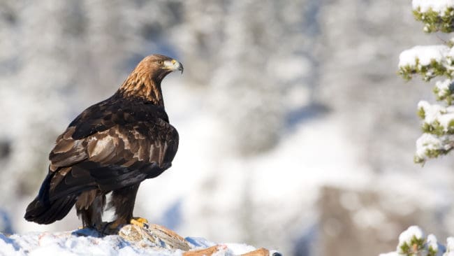 De flesta av landet 1400 fridlysta kungsörnar har sina revir i Dalarna, Gävleborg, Västernorrland, Jämtland, Västerbotten och Norrbotten.