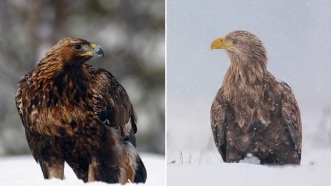 Kungsörnar och havsörnar dödas ofta av tåg.