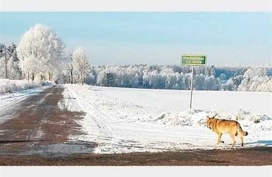 Den oskygga vargen, kallad Kurti, som avlivades i Tyskland väcker frågor om huruvida den kan ha varit en hybrid.