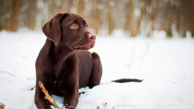 Labrador retriever är den mest populära hundrasen i Sverige, enligt statistik från Svenska Kennelklubben och Jordbruksverket.
