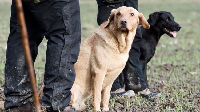 Labrador retriever stärker sin ställning som Sveriges populäraste hundras. Ungefär en tredjedel av hundarna används till jakt.