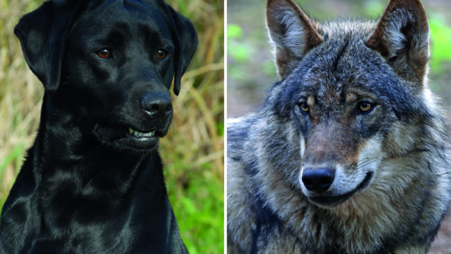 Norska hundar ska utbildas i att spåra varg. Knut Røise Olsen ska hålla i utbildningen, och just nu håller han på att lära upp en labradorvalp. (Arkivbild)