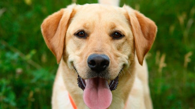 Tre labradorer stals från en utställning i Ronneby i helgen. Hunden på bilden är däremot inte stulen. (Arkivbild)