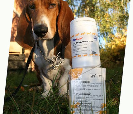 Blev en basset. Jambo har alltid varit en otypisk basset, helt vild och st&auml;ndigt pipande. I somras blev hans magproblem akuta. Naturmedlet Aptobalance r&auml;ddade Jambos mage och jakts&auml;songen. Dessutom blev han en avsev&auml;rt lugnare hund.