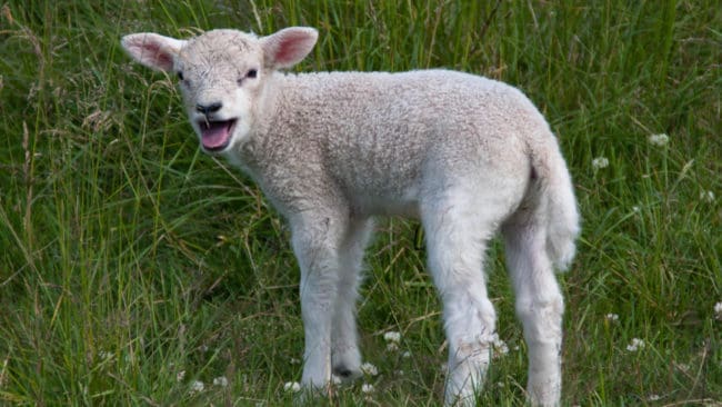 Ett lamm har dödats när varg slog till för andra gången på en månad mot samma fårhage i Kölingared i Mullsjö kommun i Västra Götaland. Nu står hagen tom och djurägare i området varnas för vargattacker. (Arkivbild)