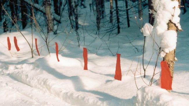 I den riktade skyddsjakten på vargar och hybrider utanför Katrineholm används lapptyg för att försöka få vargarna att stanna kvar i såten. Det har också satts in en spårhund i jakten. (Arkivbild från vargjakt i Ryssland med lapptyg.)