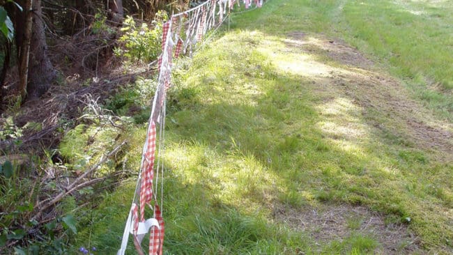 Länsstyrelsen i Södermanland har satt upp lapptyg som akutåtgärd efter att fem får dödades efter ett vargangrepp mot en hage sydväst om Strängnäs natten mot söndagen. Det kan vara varg från Ärlareviret som attackerat får igen. (Arkivbild)