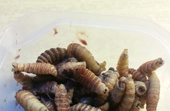 Larver från älgens nässtyng. Dessa hittade eftersöksjägaren Bengt Håkanson i Fritsla i en älvkviga som avlivades 2014. Nu är parasiten även etablerad hos rådjur.