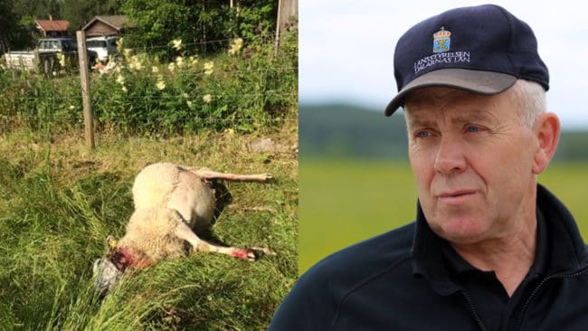 Bert Eriksson leder skyddsjakten på en varg i Gimmenreviret.