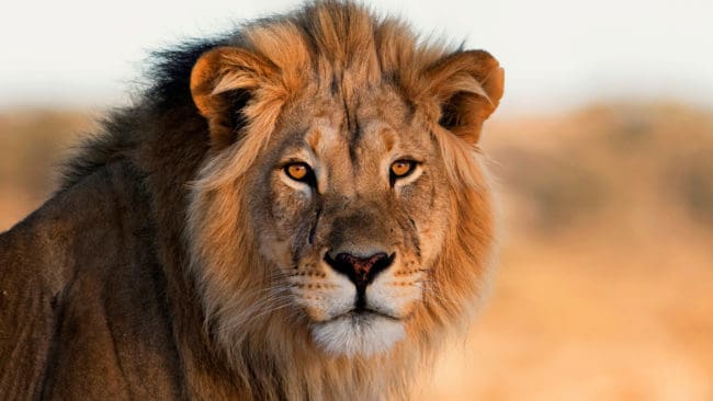 I vissa delar av Afrika minskar antalet lejon kraftigt. Arten står på IUCN:s röda lista över hotade arter.