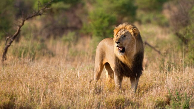 Jägare vågar inte åka till Zimbabwe för att jaga lejon, eftersom de är rädda för hatkampanjer. Det har medfört att det nu finns för många lejon.