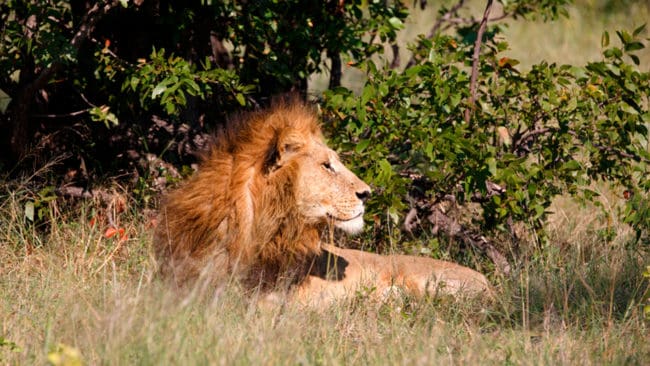 Den amerikanske tandläkaren som sköt lejonet Cecil i Afrika får oförtjänt mycket kritik, menar jaktresearrangören Emelie Mararv. (Arkivbild)