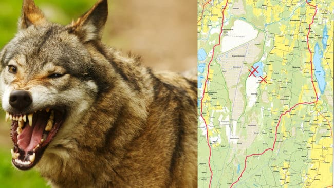 De tre attackerna har inträffat i trakterna av Västkärr i Lekebergs kommun. Länsstyrelsen har utsett en jaktledare som i sin tur utser skyddsjägarna. Kartan visar skyddsjaktområdet.