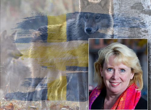 Vill inte bli intervjuad. MIlj&ouml;minister Lena Ek vill inte l&aring;ta sig intervjuas av Jakt & J&auml;gare i vargfr&aring;gan.