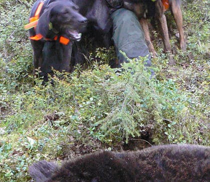 Lena Laaksonen med sina tv&aring; plottar, som hon anv&auml;nt som bj&ouml;rnefters&ouml;kshundar.