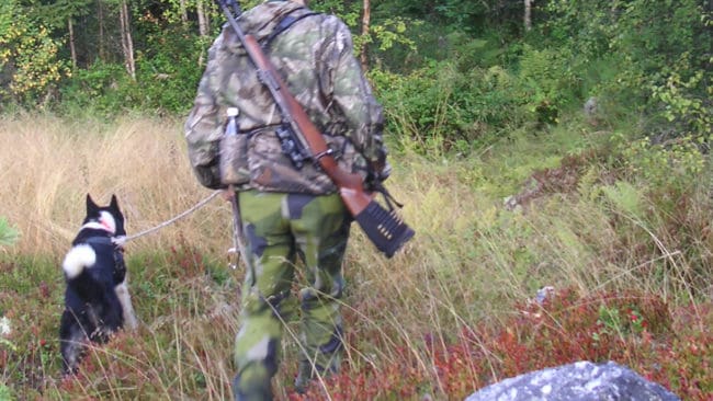 Hans Nordin letar färska spår i björnmarkerna med laikan Natars.