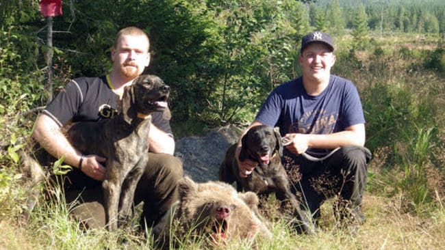 Björn nummer nio i Gävleborgs län rapporterades in klockan nio i morse från Letsbo. En hane som vägde 55 kilo urtagen kunde skjutas av Kalle och Johan Persson.