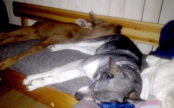&Auml;lgkalv och &auml;lghund. &Auml;lgkalven Ruben och j&auml;mthunden Ronja tar igen sig p&aring; soffan.